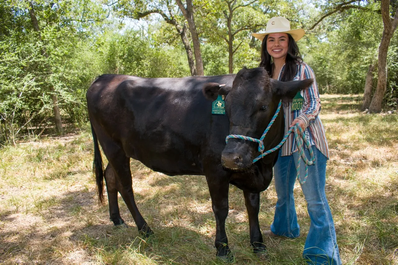 A halter-trained Wagyu heifer being led on a rope halter through the trees